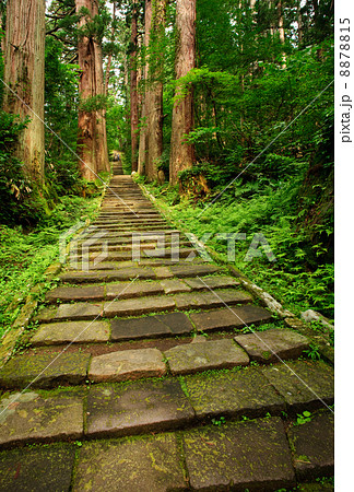 石畳の階段と杉並木　羽黒山 8878815