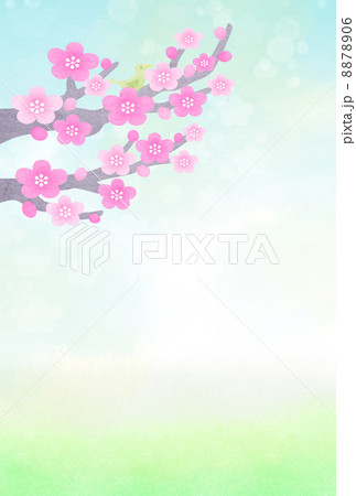 梅の木 梅の木 8878906
