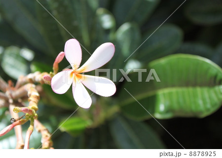 プルメリア 8878925
