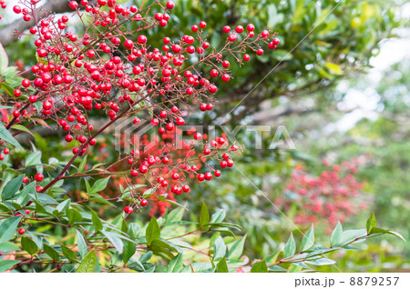 南天 南天 8879257