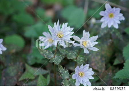 雪割一華　ユキワリイチゲと申します。　春の妖精です。 8879325