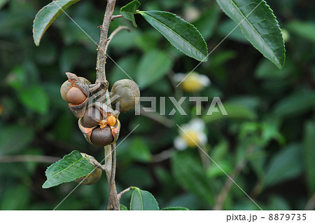 チャの実 8879735