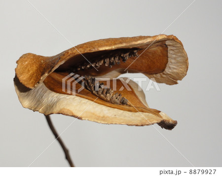 ジャカランダの種 ジャカランダの種 8879927