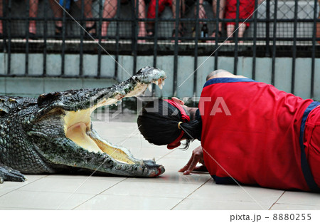 Crocodile show 8880255