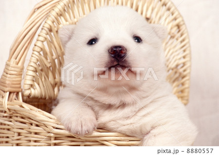 あどけない仔犬 あどけない仔犬 8880557