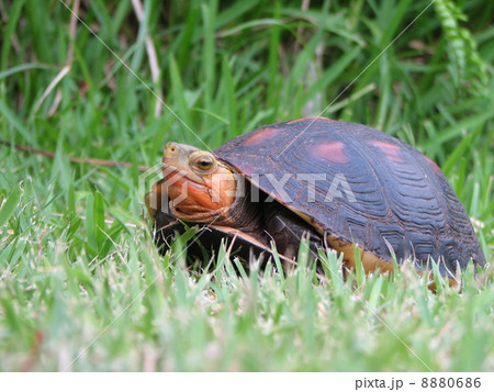 セマルハコガメ セマルハコガメ 8880686