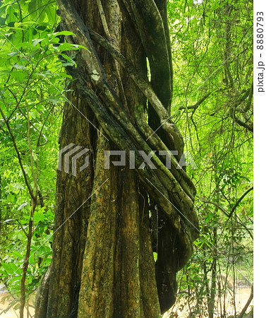 Vine around tree in Thailand forest 8880793