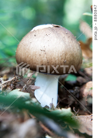 森のキノコ 森のキノコ 8880847