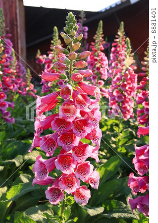 Pink Digitalis Purpurea elongated flower garden 8881401