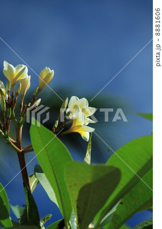 プルメリア 8881606