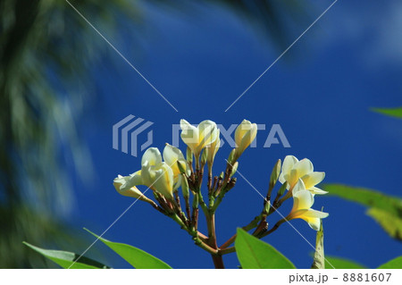 プルメリア プルメリア 8881607