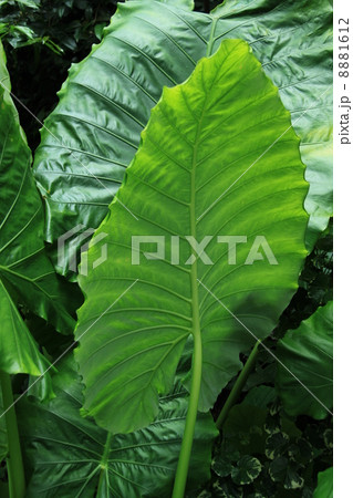 クワズイモ クワズイモ 8881612