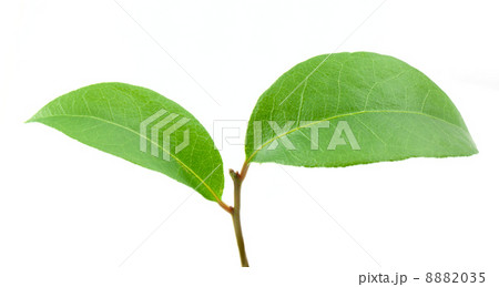 Laurel leaf Laurel leaf 8882035