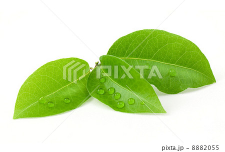 Laurus leaf 8882055