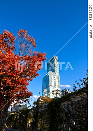 あべのハルカスと紅葉 あべのハルカスと紅葉 8882126