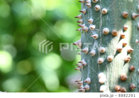 トックリキワタと木漏れ日 8882201