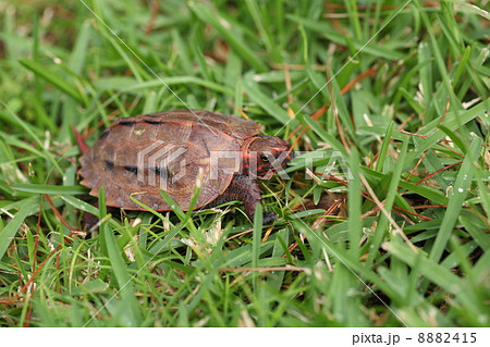 公園に現れたリュウキュウヤマガメ 公園に現れたリュウキュウヤマガメ 8882415