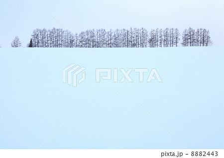 北海道・美瑛 「カラマツ並木」 8882443