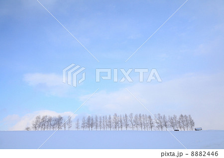 北海道・美瑛 「カラマツ並木」 8882446