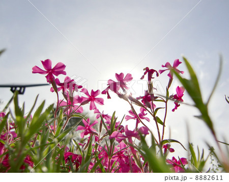 芝桜 芝桜 8882611