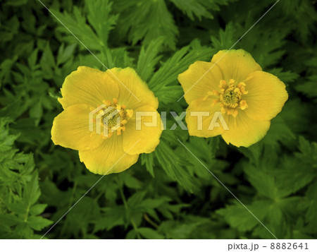 シナノキンバイ 8882641