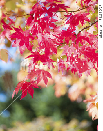 紅葉 8883032