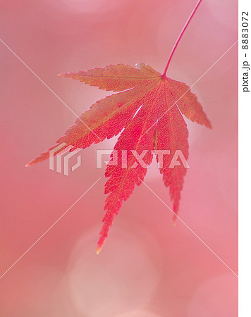 薄紅色の葉 8883072