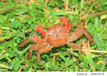 ベンケイガニ 8883078