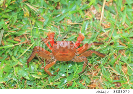 ベンケイガニ ベンケイガニ 8883079