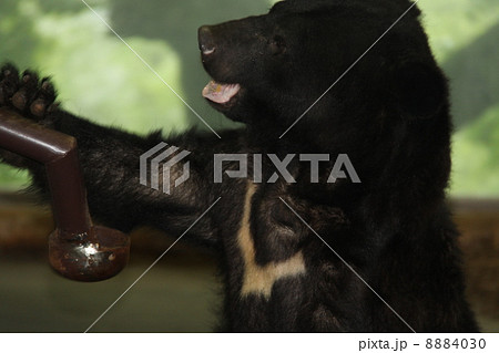 ツキノワグマ 8884030