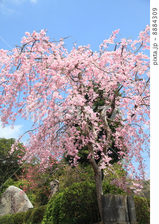 北九州　桜 8884309