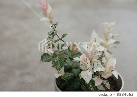 ゴシキカズラ ゴシキカズラ 8884662