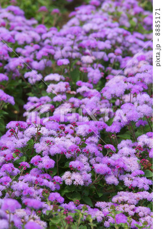 満開のアゲラタム 満開のアゲラタム 8885171