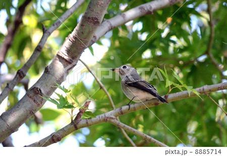 コサメビタキ コサメビタキ 8885714
