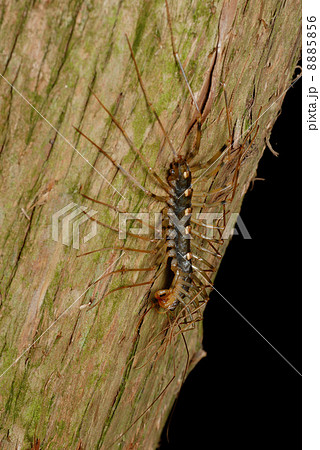 オオゲジ 8885856