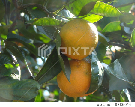みかん 8886016
