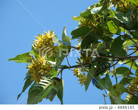 カンレンボク 8886185