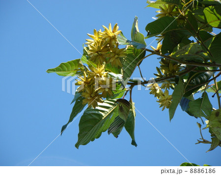 カンレンボク 8886186