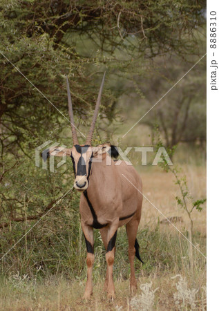 オリックス　縦 8886310