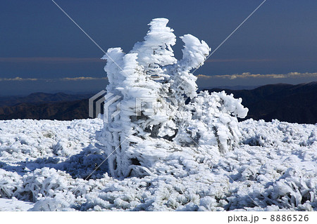 凍りついたハイマツ02 凍りついたハイマツ02 8886526