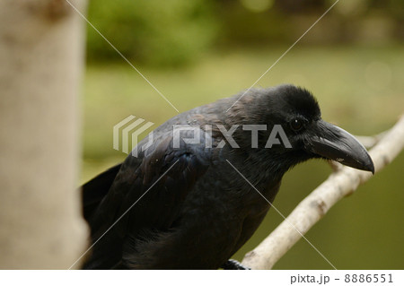 カラス 8886551