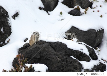 雪とナキウサギ 02 雪とナキウサギ 02 8886553