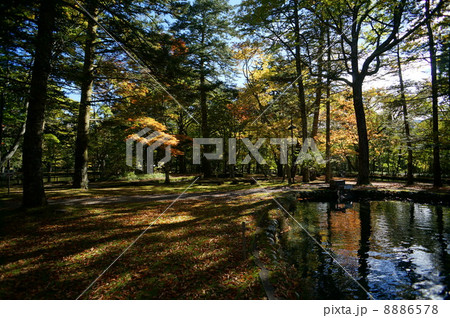 秋の木漏れ日 8886578