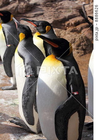 オウサマ ペンギン コウテイペンギン属 動物 鳥類 水族館 オウサマ ペンギン コウテイペンギン属 動物 鳥類 水族館 8886626