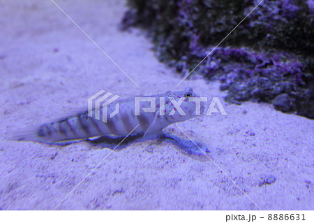 魚 海水魚 熱帯魚 ハゼ 紫 砂 サンゴ まだら 斑 模様の写真素材