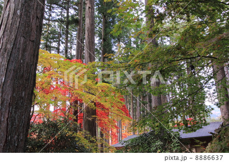古峯園の秋 古峯園の秋 8886637