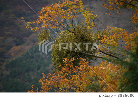 宿り木 宿り木 8886680