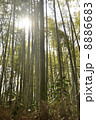 竹林 8886683