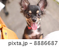 チワワ 8886687
