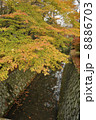 紅葉 8886703